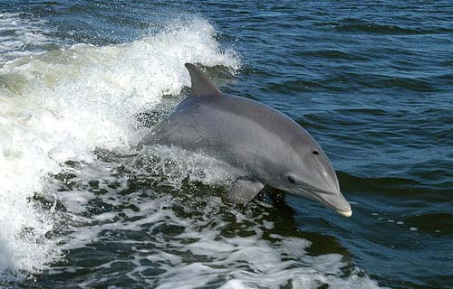 Delfiner svømmer