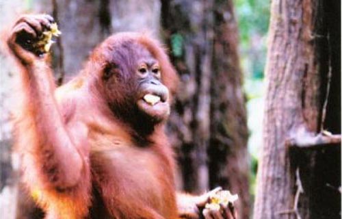 Orangutang spiser